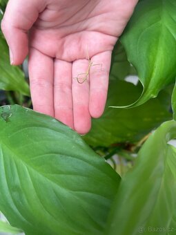 Darujeme pakobylky rohaté (Medauroidea extradentata) - 2