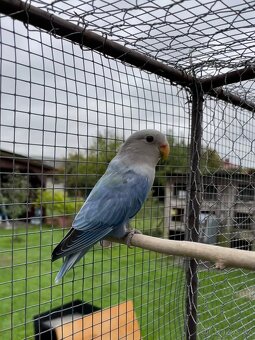 Agapornis růžohrdlý 🦜 - 2