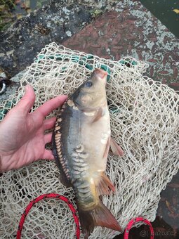 Kapr, amur, lín - 2