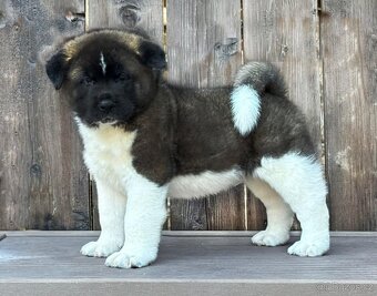 Americká Akita - 2