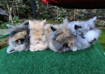 Teddy králíčci nádherná mláďata - 2