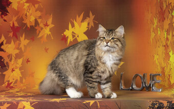 Sibiřská kočka - kocourek Nico s PP - 2