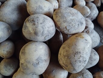 Brambory konzumní Antonie - 2