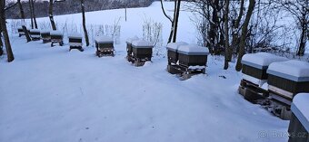 vyzimované včelí oddělky včely včelstva - 2