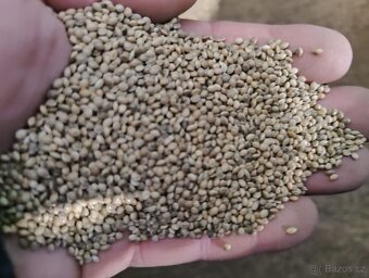 Proso šedé - 2