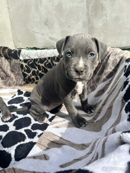 Stafordšírský bulteriér - 2