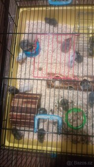 Křeček džungarský - 2