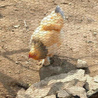 Násadová vejce - 2