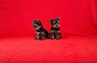 Jorkšírský terier s PP - 2