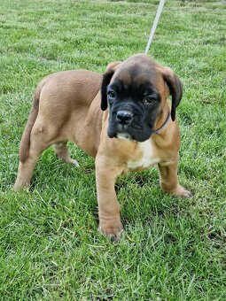 Německý boxer, štěnatka - 2