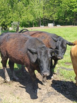 Jalovice Angus 2,5 roku - 2