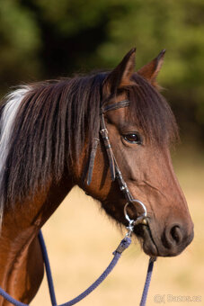 Pony kobylka na rekreační ježdění - 2