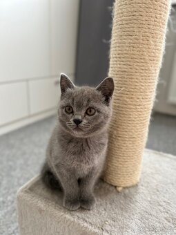 Britská koťata - modrá, k odberu ihned - 2