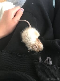 Osmák degu - 2