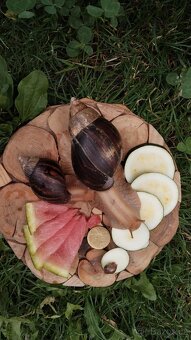 Vzrostlá mláďata Africký šnek Oblovka 1+1 zdarma - 2