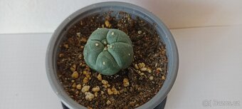 Kaktus Lophophora Williamsii- Peyotl - 2