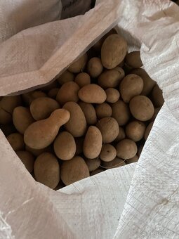 Prodám krmné brambory (odpad) - 2