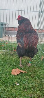 Kohouti araukany divoce zbarvené - 2