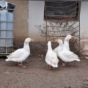 Prodám husy chovné české - 2