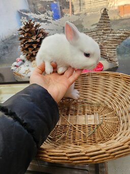 Zakrslý králík - 2