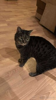 Simonek naléhavě potřebuje domov - 2