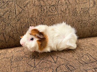 Morče kluk rozeta - 2