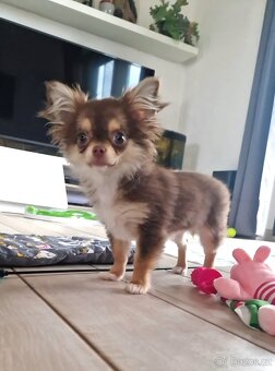 Fenka čivava s PP - 2