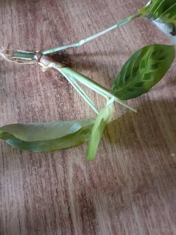 Maranta Lemon Lime - 2