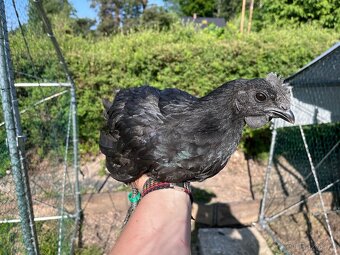 Kohouti - Ayam cemani, holandská zdr., araukana, kropenka - 2