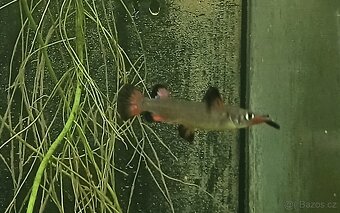 Polozobánky- Nomorhamphus liemi liemi - 2