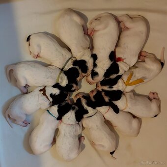 Auvergne Hound - puppies - 2