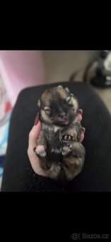 Přijímáme rezervace na štěňata pomeraniana - 2