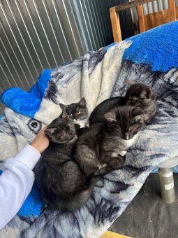 Daruji koťátka - 2