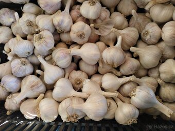 Česnek odrůda Rusák (sadební, konzumní) - 2