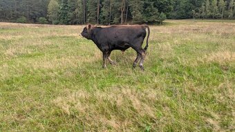 Prodám býčka Jersey - hodný, bez rohů - 2