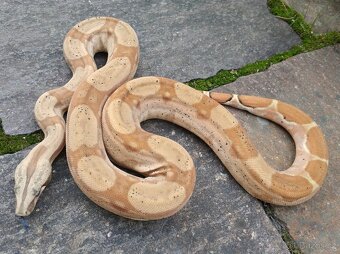 Boa imperator - RLT het VPI Snow, VPI T+ Sunglow Motley - 2