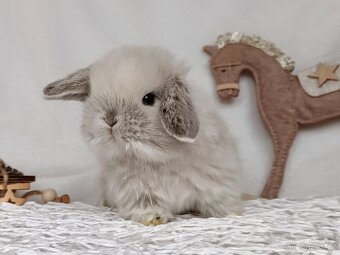 Minilop - zakrslý  králíček, beránek - 2