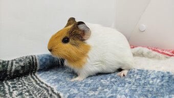 Morče, Morčata, Morčátko, Morčátka - SAMIČKY - 2