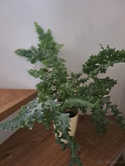 Pokojove kapradi. Slezinik - 2