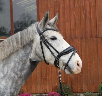 Kvalitní pony učitel - 2