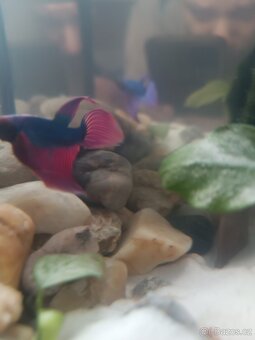 Prodám akvária s rybičkami - 2