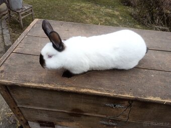 Kalifornský kralík samice - 2