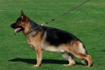Německý ovčák s PP - 2