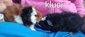 Morče/ Morčátka - 2