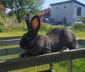 Samec králíka na výkrm nebo do chovu. - 2