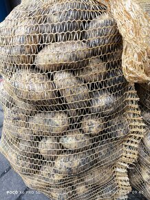 BRAMBORY NA SALÁT, VARNÝ TYP A, odrůda ANTONIA, 10kg, 25 kg. - 2