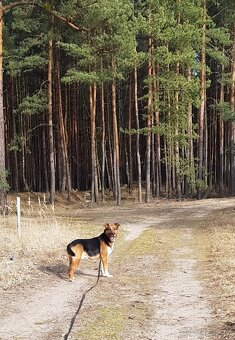 RON K ADOPCI - vděčný mazel, parťák, vhodný k dětem - 2
