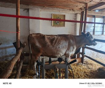 Krava a jalovice - 2