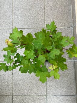 Bonsai, Bonsaj, jamadori, javor babyka - 2