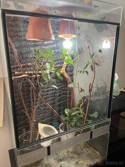 Chameleon jemenský - 2